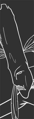 
				Clean vector lineart of Witch Doctor character from Diablo 3,
				hand drawn and then digitized and refactored to vector in Illustrator.
			